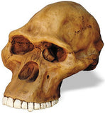 Museumize:Prehistoric Australopithicus Africanus Cranium Skull from Hominid Series - 5111Z