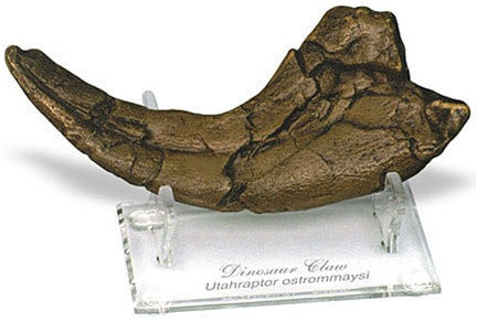 Prehistoric Dinosaur Utah Raptor Claw no stand 9L