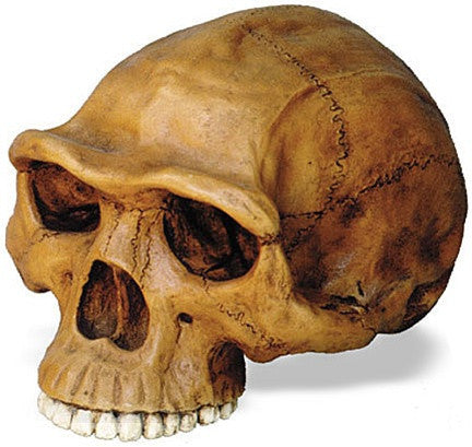 Museumize:Prehistoric Homo Erectus Cranium Skull from Hominid Series 12L - 5113Z