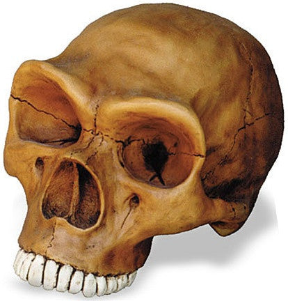 Museumize:Prehistoric Neadertal Cranium Skull from Hominid Series 12L - 5114Z