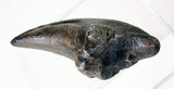 Museumize:Tyrannosaurus Claw Dinosaur Bone Reproduction 8L - 5098Z